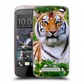 Дизайнерский пластиковый чехол для HTC Desire 500 Тигры