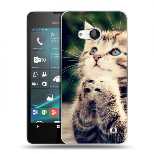 Дизайнерский пластиковый чехол для Microsoft Lumia 550 Котята