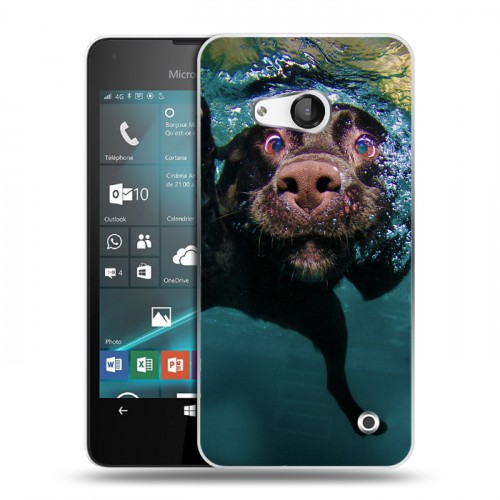 Дизайнерский пластиковый чехол для Microsoft Lumia 550 Собаки